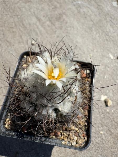 Turbinicarpus dickisoniae